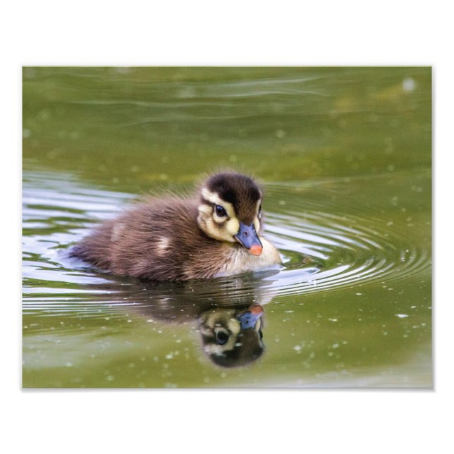 Impression Photo Mallard Duckling (Devant)