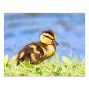 Impression Photo Mallard Duckling