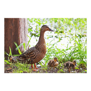 Impression Photo Mallard et Ducklings par Shirley Taylor