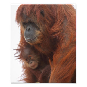 Impression Photo Maman et bébé Orangutan