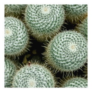 Impression Photo Mammillaria hahniana