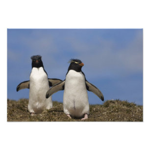 Impression Photo Manchots de Hoppe Eudyptes chrysocome