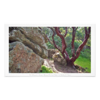 "Manzanita Rouge parmi les massifs de rochers roux