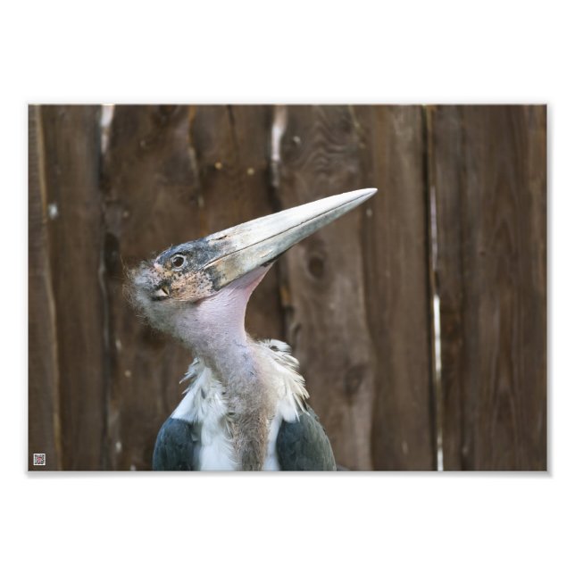 Impression Photo Marabou Stork (Devant)