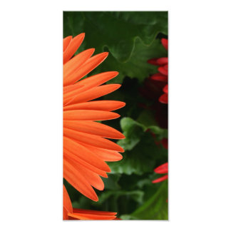 Impression Photo marguerite gerbère orange (3 sur 3)