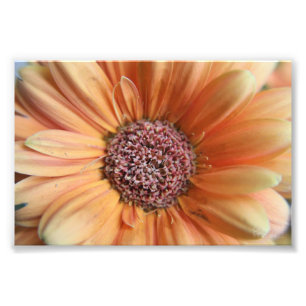 Impression Photo Marguerite orange de sorbet