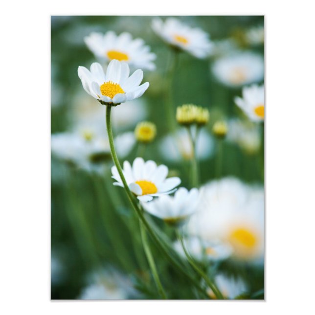 Impression Photo Marguerites blanches dans un champ - Marguerite Cu (Devant)