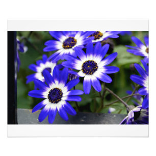 Impression Photo Marguerites peintes en bleu