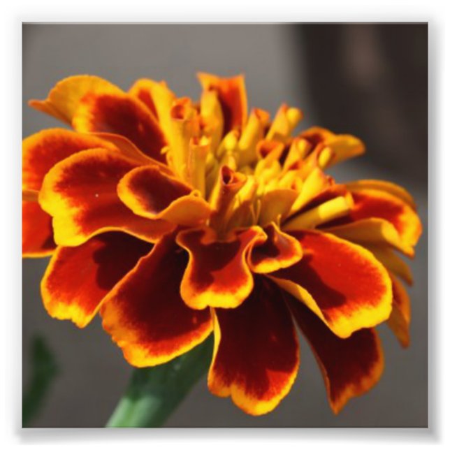 Impression Photo Marigold (Devant)