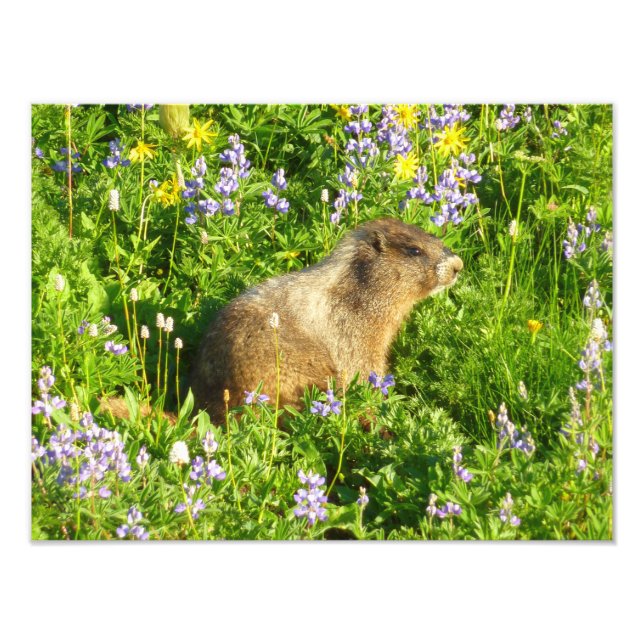 Impression Photo Marmot dans le Mont Rainier Fleurs sauvages (Devant)