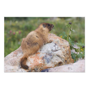 Impression Photo Marmotte à ventre jaune, Marmota flaviventris,