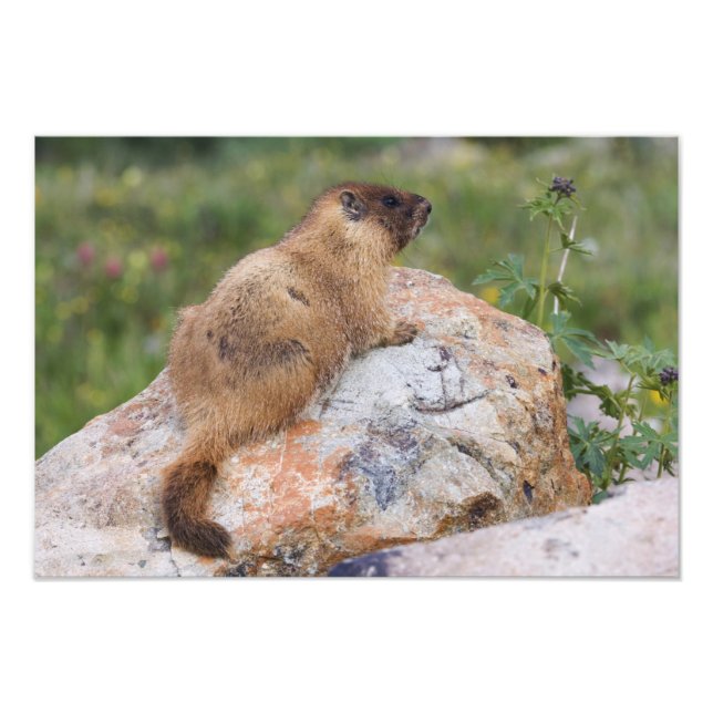 Impression Photo Marmotte à ventre jaune, Marmota flaviventris, (Devant)