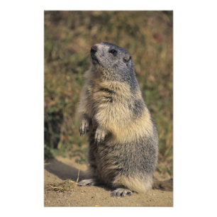 Impression Photo Marmotte alpine, Marmota marmota, adulte debout