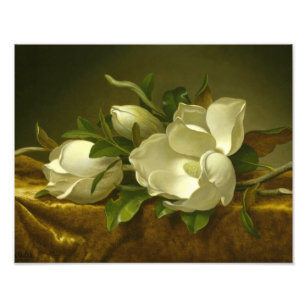 Impression Photo Martin Johnson Heade - Magnolias sur Gold Velvet
