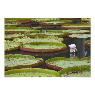 Impression Photo Maurice, Pamplemousses, SSR Botanique