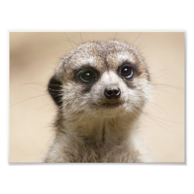Impression Photo Meerkat (Devant)