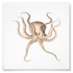 Impression Photo Mer D'Octopus, Plage, Salle De Bains Nautiques