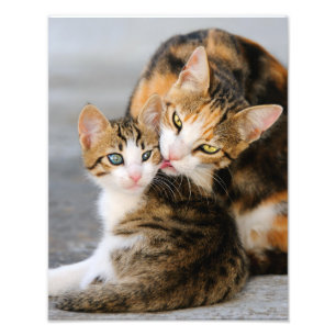 Impression Photo Mère Chat aime Cute Kitten - Paperprint