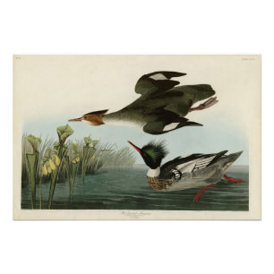 Impression Photo Merganser à poitrine rouge, les oiseaux d'Amérique