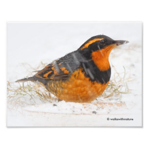 Impression Photo Merveilleux oiseau-chanteur à grive variée le jour