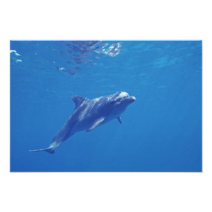 Impression Photo Mexique, Cozumel. Dauphin en voie de disparition