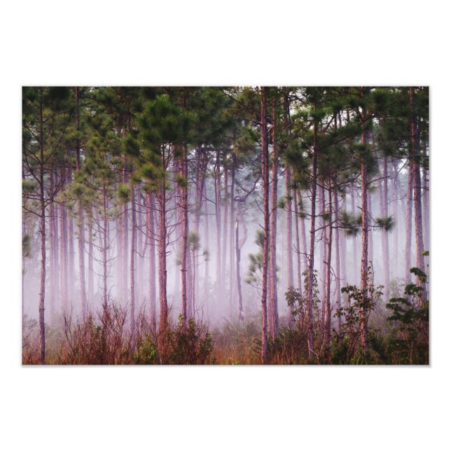 Impression Photo Mi parmi les pins au lever du soleil, Everglades (Devant)