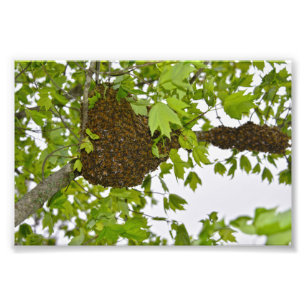 Impression Photo Miel Abeille