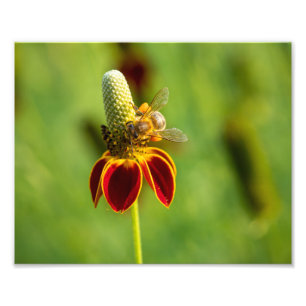 Impression Photo Miel Bee sur la fleur Casquette mexicaine