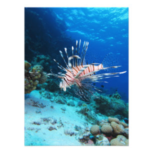 Impression Photo Miles de poissons-lions ou de ptérois, poissons de