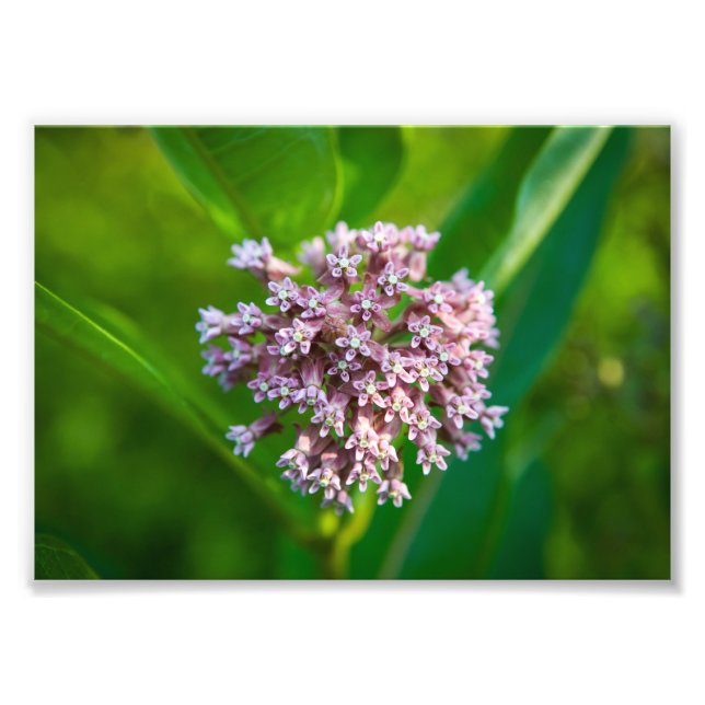 Impression Photo Milkweed — (Devant)