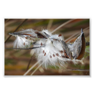 Impression Photo Milkweed allé pour semer