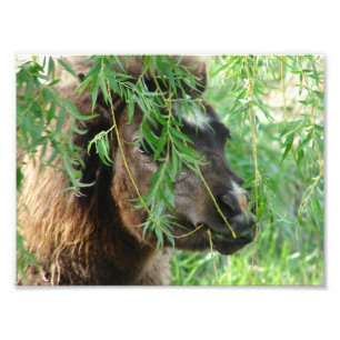 Impression Photo Mini Filly Être Onery