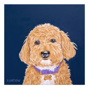 Impression Photo Mini Golden Doodle