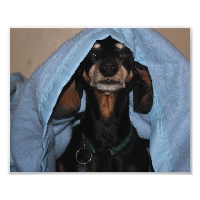 Impression Photo Miniature Dachshund regarde un Boo (Devant)