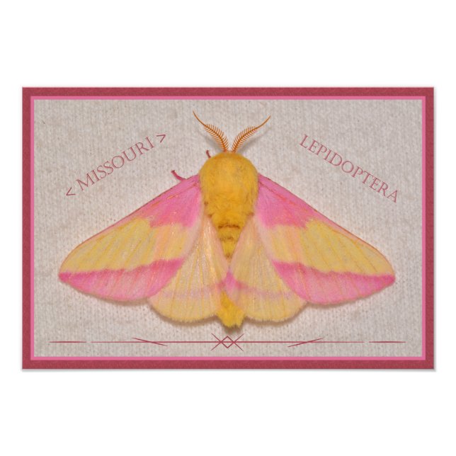 Impression Photo Missouri Rosy Maple Moth Deluxe. (Devant)