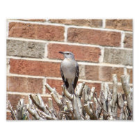 Mocking Bird sur Bush devant la construction de br