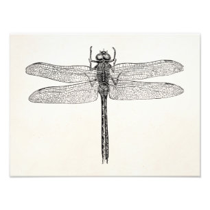 Impression Photo Modèle américain vintage de mouche de dragon de