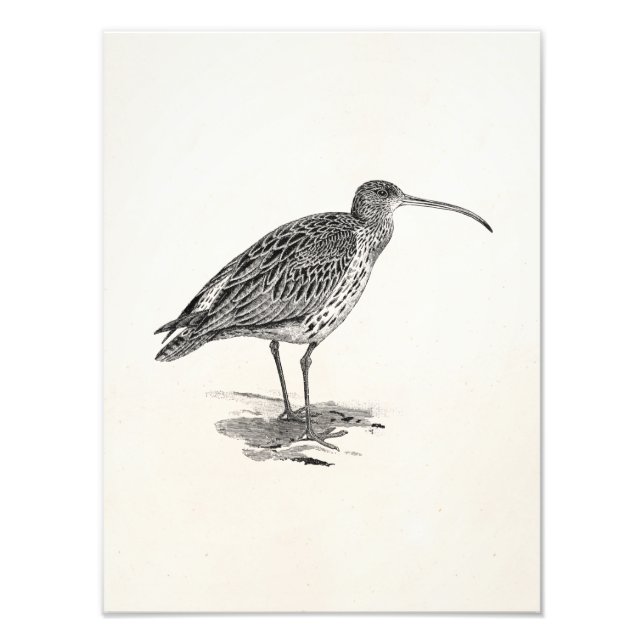 Impression Photo Modèle de l'illustration d'oiseaux des terres humi (Devant)
