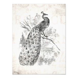 Impression Photo Modèle d'illustration Retro Peacock vintage des an