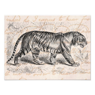 Impression Photo Modèle d'illustrations de tigres vintages
