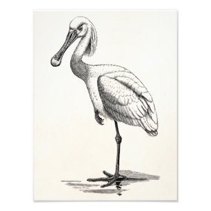 Impression Photo Modèle vintage d'oiseau d'antiquité de spatule