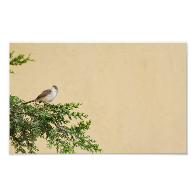 Impression Photo Moineau (Devant)