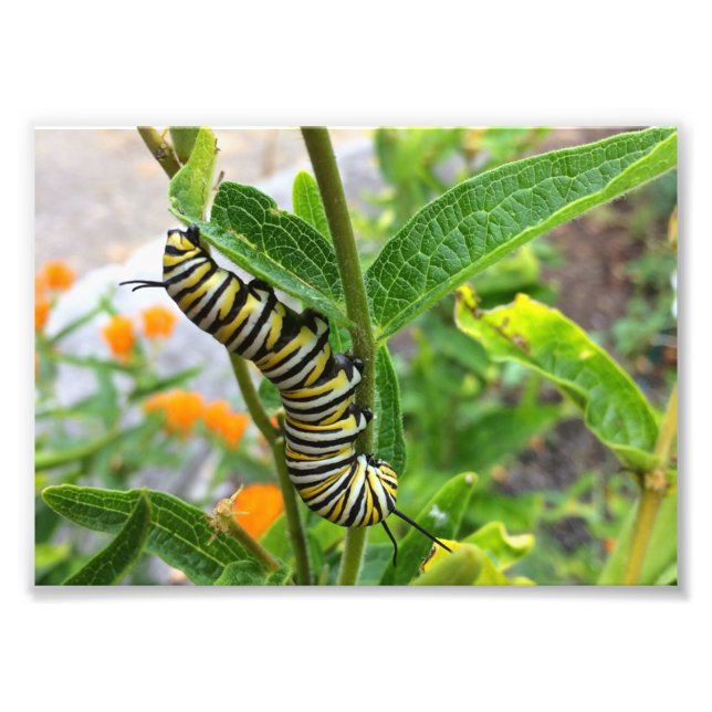 Impression Photo Monarch Caterpillar (Devant)