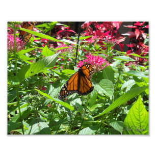 Impression Photo Monarque Butterflies