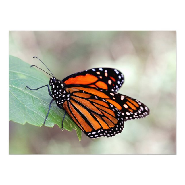 Impression Photo monarque reposant sur une feuille (Devant)