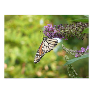 Impression Photo Monarque sur Buddleia