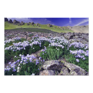 Impression Photo Montagnes et fleurs sauvages dans un pré alpin,