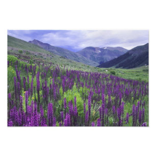 Impression Photo Montagnes et fleurs sauvages dans une prairie alpi