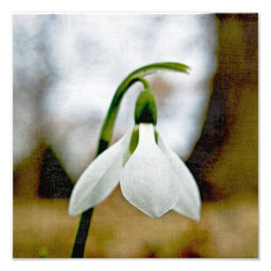 Impression Photo Moody Snowdrop