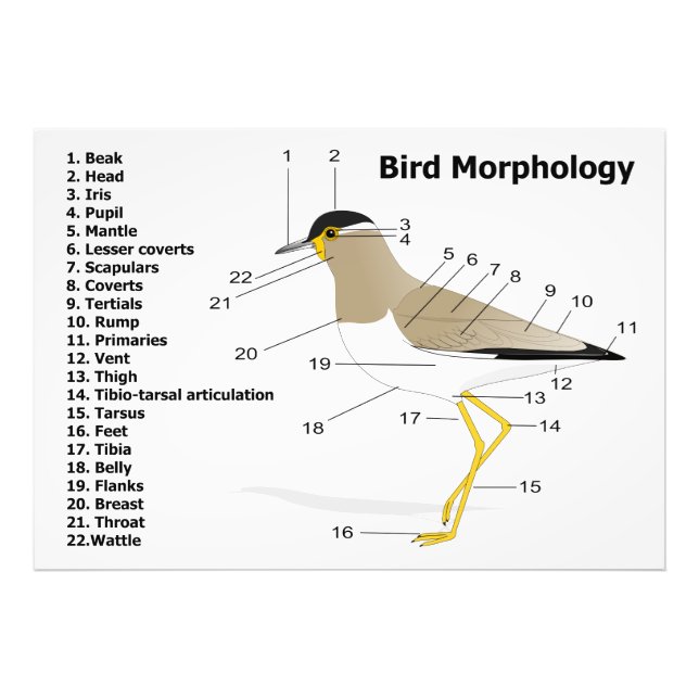 Impression Photo Morphologie externe d'un Oiseau Vanellus Malabaric (Devant)